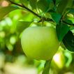 سیب سبز بر روی درخت
