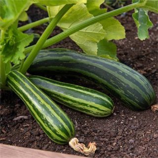 کدو خورشتی سبز رومی ارگانیک