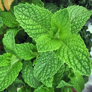 نعنا دشتی از نمای نزدیک