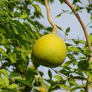 بائل فروت ارگانیک