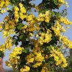 لابورنوم انا گیرویدز زیبا
