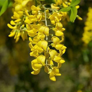 درخت لابورنوم انا گیرویدز ارگانیک