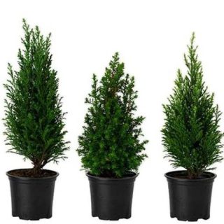 سرو لاوسون در گلدان