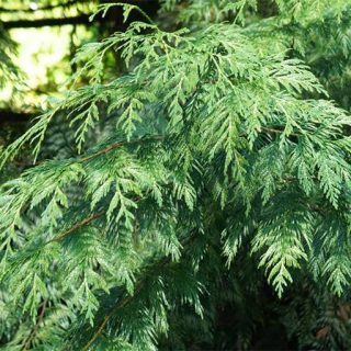 بذر گیاه سرو لاوسون