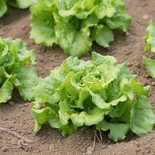 کاهو رز پیچ سبز