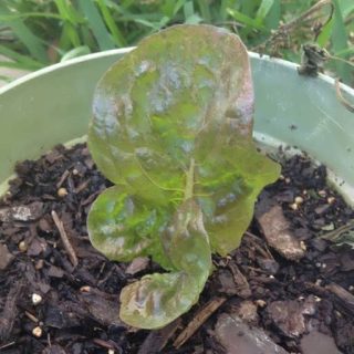 کاهو رز پیچ قرمز ارگانیک