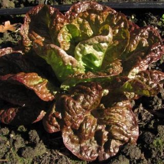 بذر کاهو رز پیچ قرمز