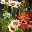 داوودی گل درشت سه رنگ