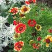 داوودی گل درشت سه رنگ از نمای نزدیک