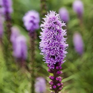 گل لیاتریس اسپیکاتا ارگانیک