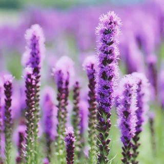 بذر گل لیاتریس اسپیکاتا