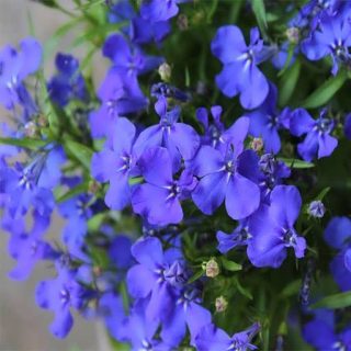 گل لوبلیا ارینوس زیبا