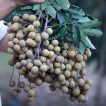 لونگان برداشت شده