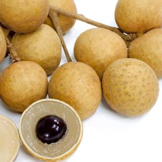 بذر درخت لونگان