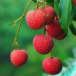 درخت لیچی (سرخالو) ارگانیک