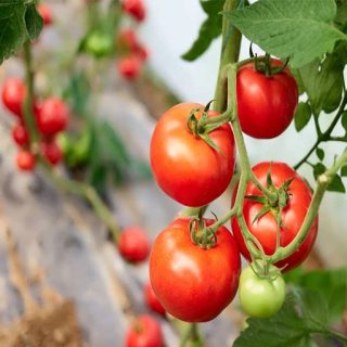 گوجه فرنگی موچامیل قرمز ارگانیک