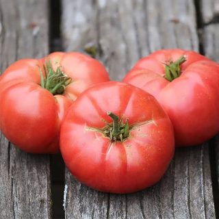 بذر گوجه فرنگی موچامیل قرمز