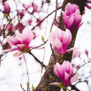 ماگنولیا لیلیفلورا بسیار زیبا