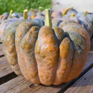 بذر کدو عروسکی میکس