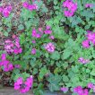 گل سکه ای (علف ماه) ارگانیک