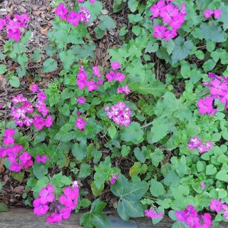 گل سکه ای (علف ماه) ارگانیک