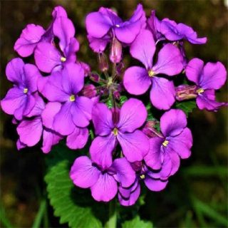 بذر گل سکه ای (علف ماه)