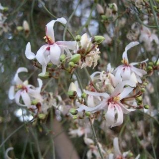 مورینگا پرگرینا ارگانیک