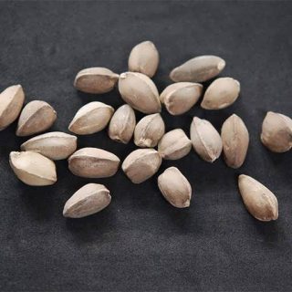 بذر درخت مورینگا پرگرینا