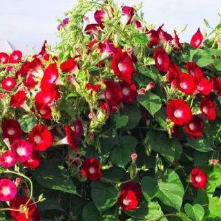 گل نیلوفر قرمز ارگانیک
