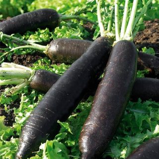 گیاه شلغم سیاه