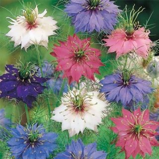 گل سیاهدانه گلبرگ دوتایی خوشبو