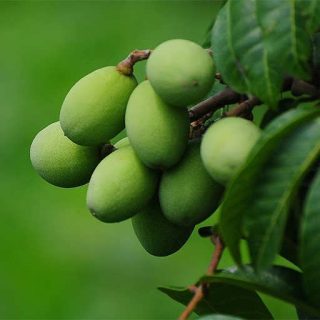 زیتون سبز ارگانیک