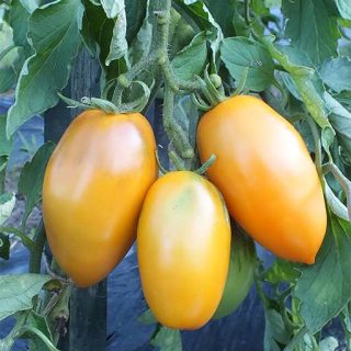 بذر گوجه فرنگی قندیل یخی نارنجی