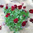 گل بنفشه حنایی روی زمین