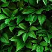 پیچک ژاپنی از نمای نزدیک