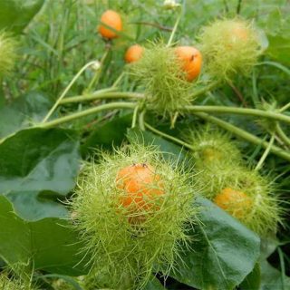 بذر پشن فروت فوتیدا