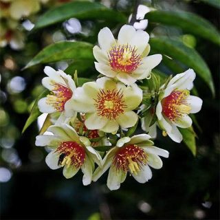 بذر گوس بری باربادوس