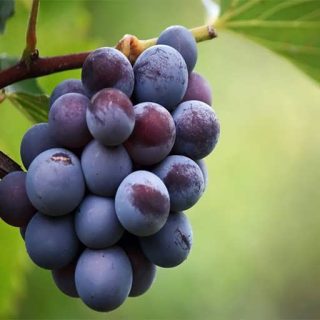 انگور شاهانی ارگانیک