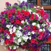 گل اطلسی آویز الوان زیبا