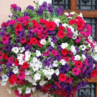گل اطلسی آویز الوان زیبا