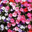 گل اطلسی آویز الوان از نمای نزدیک