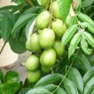 آلوچه محلی بر روی درخت