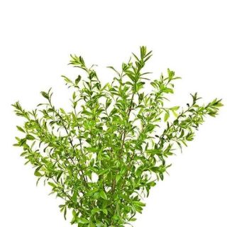 بذر درختچه لگستروم