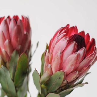 بذر درختچه پروتیا نریفولیا