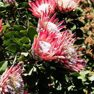 درختچه پروتیا رپنز بسیار زیبا