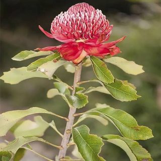 درختچه‌ گیاه پروتیا تلوپا