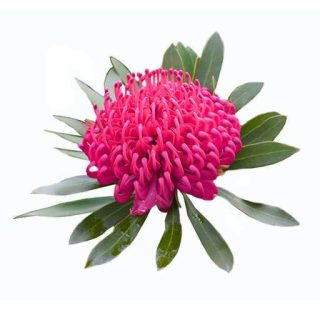 بذر درختچه‌ گیاه پروتیا تلوپا