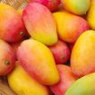 درخت انبه قرمز تازه