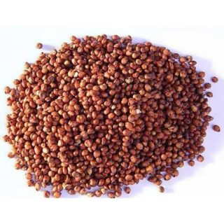 بذر سورگوم قرمز