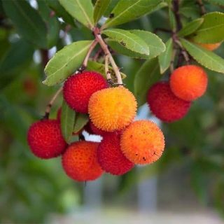 بذر آربوتوس (توت فرنگی درختی)